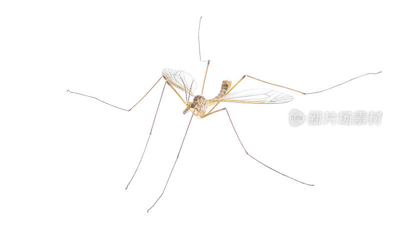 鹤属动物Tipula Sayi daddy长腿，高清晰度，极端聚焦和景深，孤立在白色背景上。常被误认为是较大的蚊子。顶部前侧视图